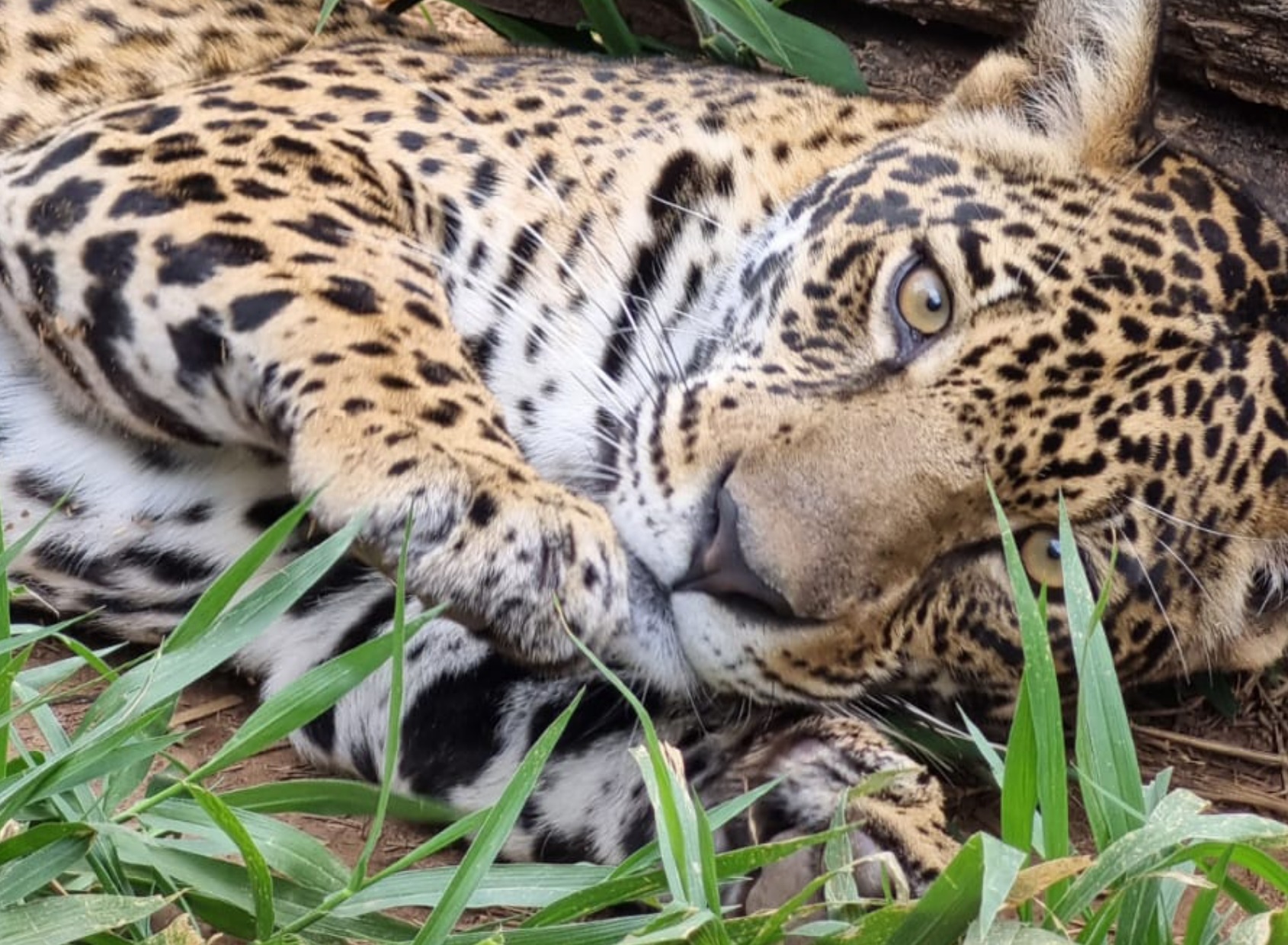 A jaguar lying peacefully on the grass beneath wooden logs, captured in a natural wildlife setting