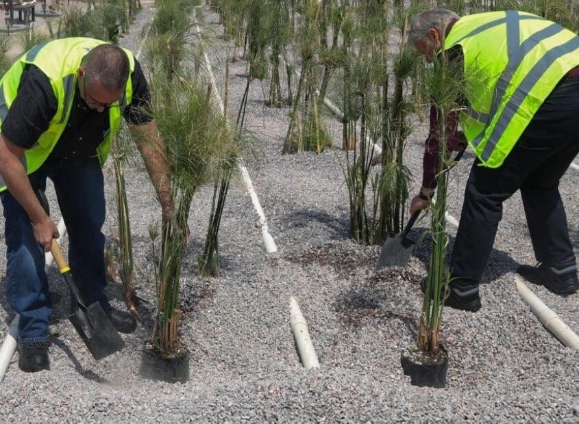 Wetland planting